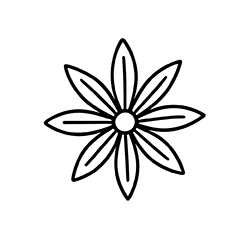 Anise (Pimpinella anisum)