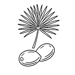 Carnauba (Copernicia prunifera)