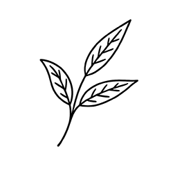 Eucalyptus (Eucalyptus globulus)