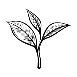 Green tea leaf (Camellia sinensis)