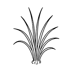 Palmarosa (Cymbopogon martinii)