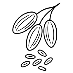 Rice (Oryza sativa)