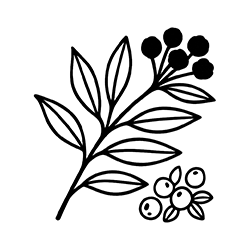 Sichuan pepper (Zanthoxylum piperitum)
