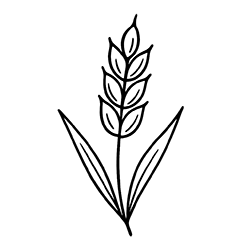 Wheat (Triticum aestivum)