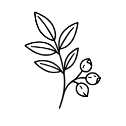 Zanthalene (Zanthoxylum bungeanum)